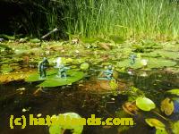 /home//u458753944/public_html/sourcegallery//Frogs/Bullfrogs 2016-08 Ontario/P8081386.JPG